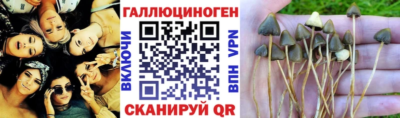 гидра как войти  Зверево  Псилоцибиновые грибы GOLDEN TEACHER  купить  сайты 